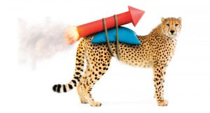 cheetah